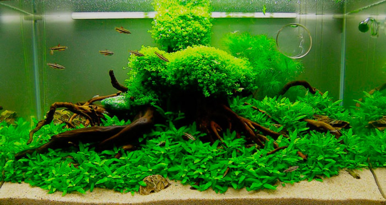 راهنمای گیاهان طبیعی آکواریوم؛ کاشت، نگهداری و فواید