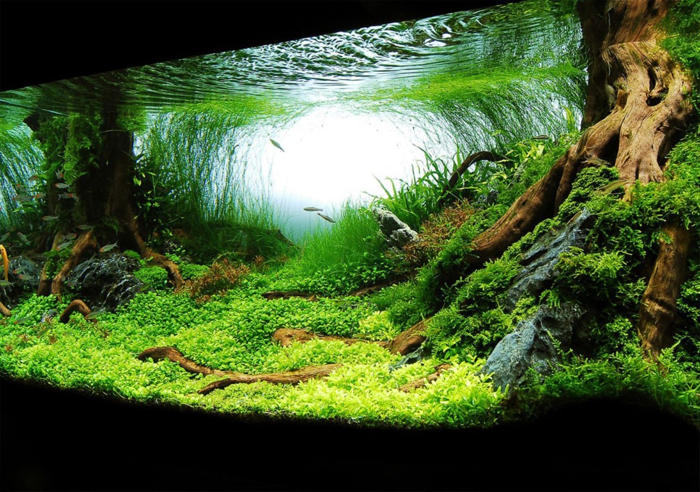 راهنمای گیاهان طبیعی آکواریوم؛ کاشت، نگهداری و فواید