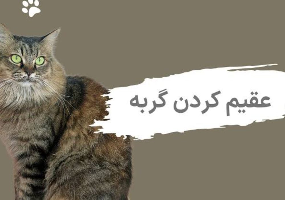 فواید و عوارض عقیم سازی گربه؛ هرآنچه باید بدانید