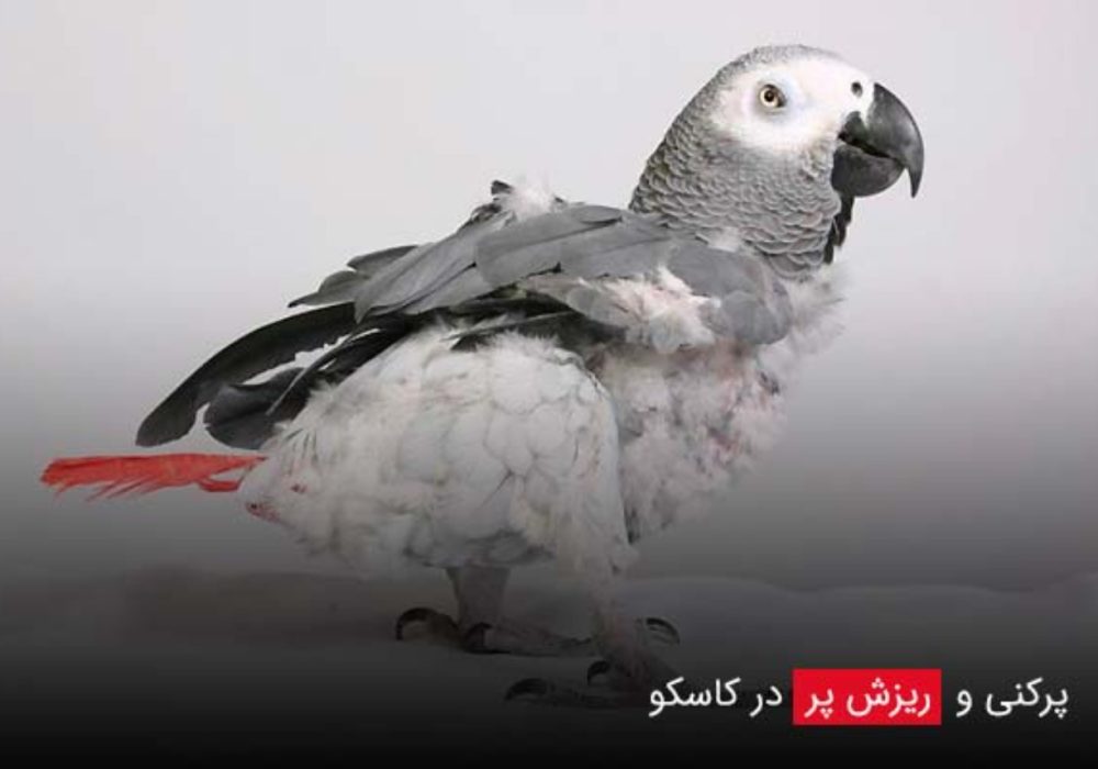 علت پرکنی کاسکو و راهکارهای درمانی مؤثر و اصولی