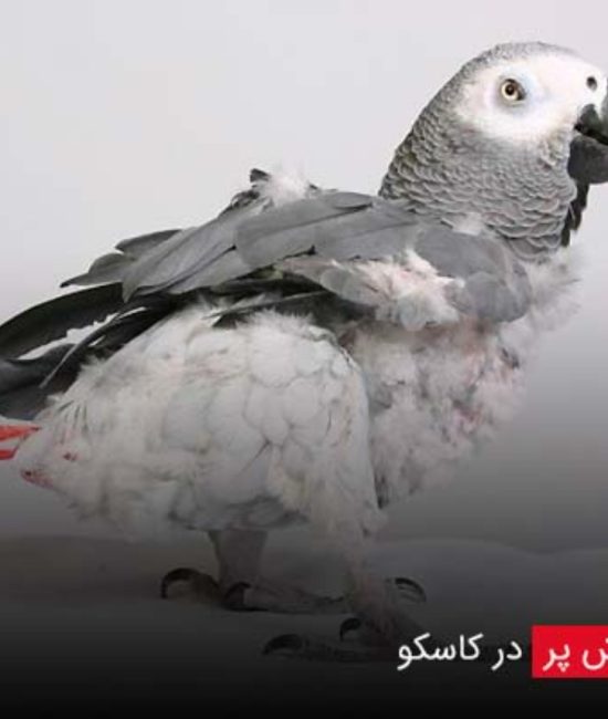 علت پرکنی کاسکو و راهکارهای درمانی مؤثر و اصولی