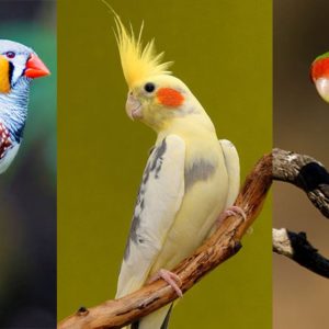 بهترین پرنده برای مبتدی‌ها | راهنمای انتخاب مطمئن