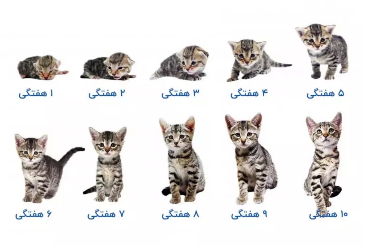 تشخیص سن گربه: راهنمای علمی بررسی دندان‌ها و وضعیت مو