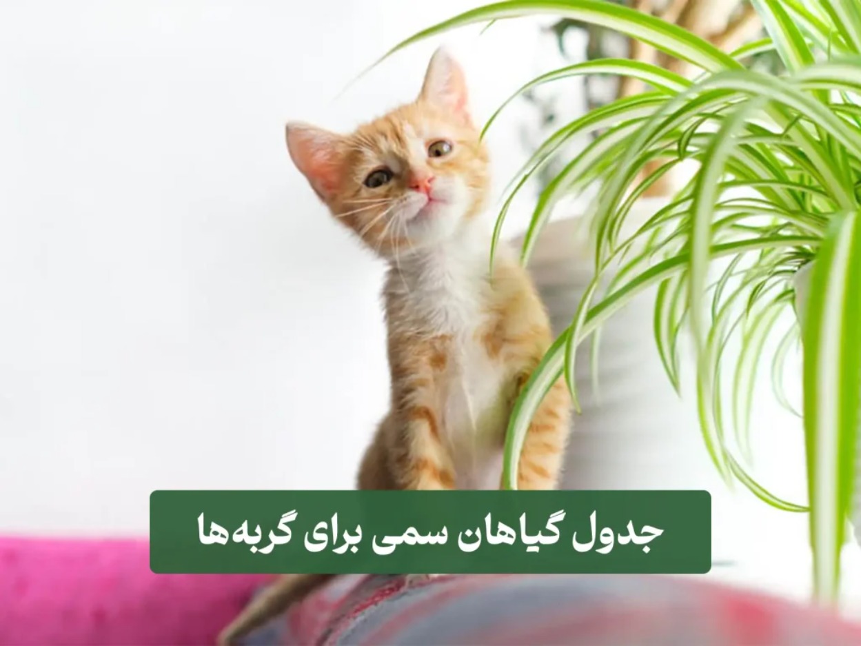 گیاهان آپارتمانی سمی برای گربه؛ معرفی لیست کامل و علائم مسمومیت