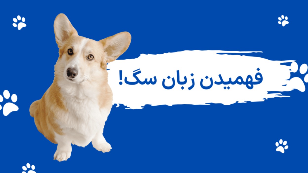 چرا سگ‌ها پارس می‌کنند؟ راهنمای جامع تفسیر زبان بدن و رفتارهای سگ