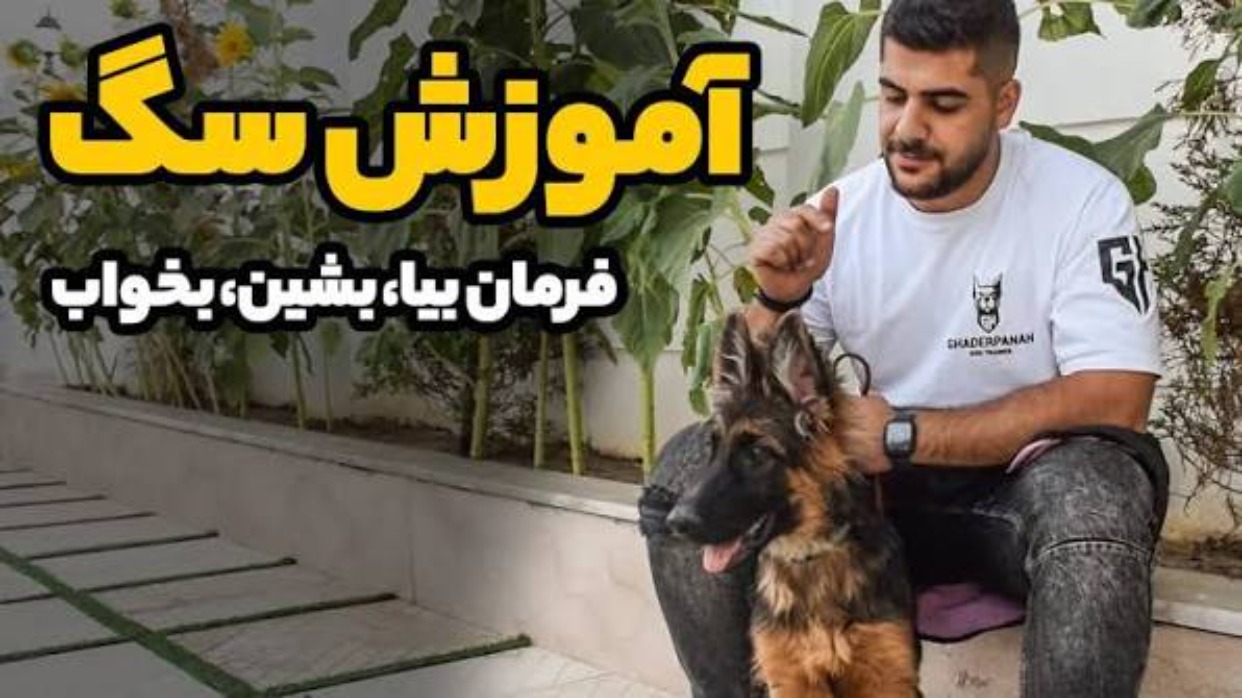 آموزش فرمان‌های مقدماتی سگ؛ راهنمای کامل بشین، بیا و بمون