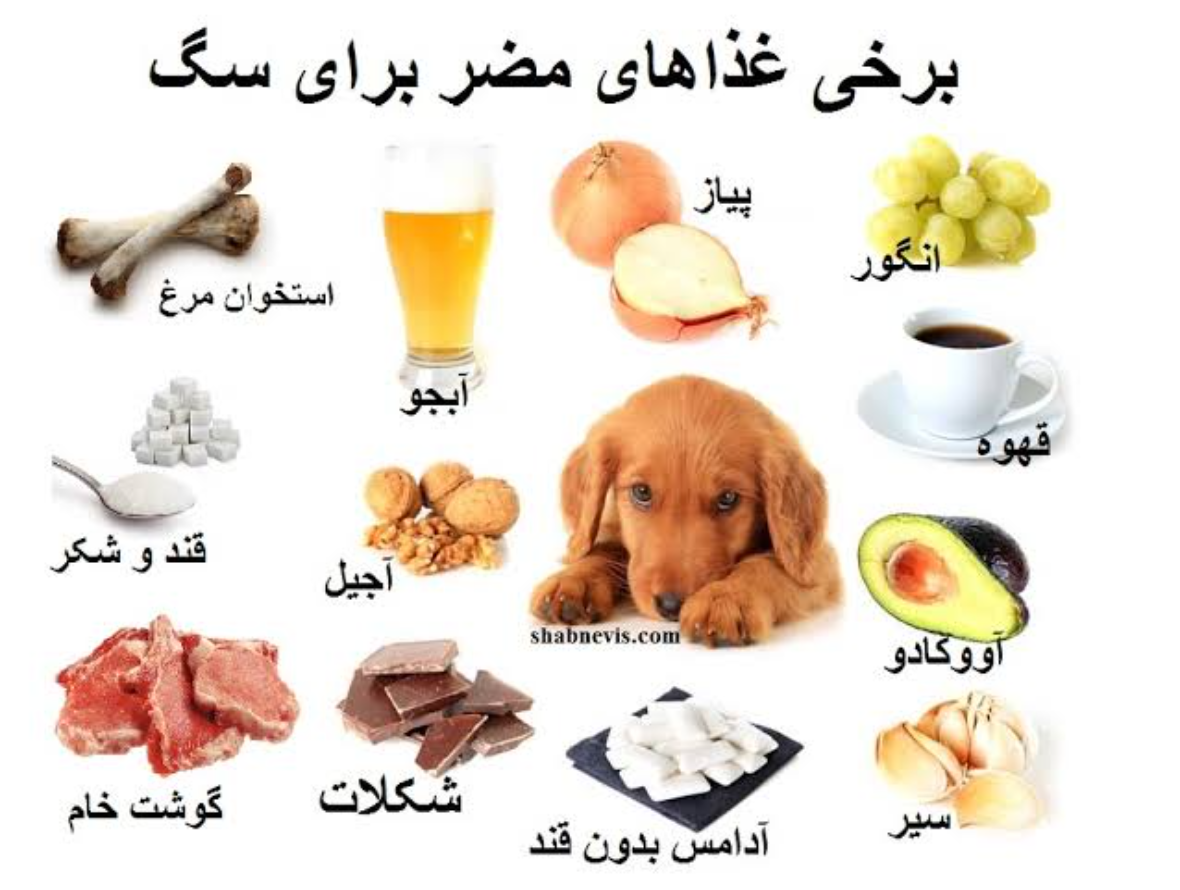 غذاهای ممنوعه برای سگ | لیست کامل خوراکی‌های خطرناک برای سگ‌ها