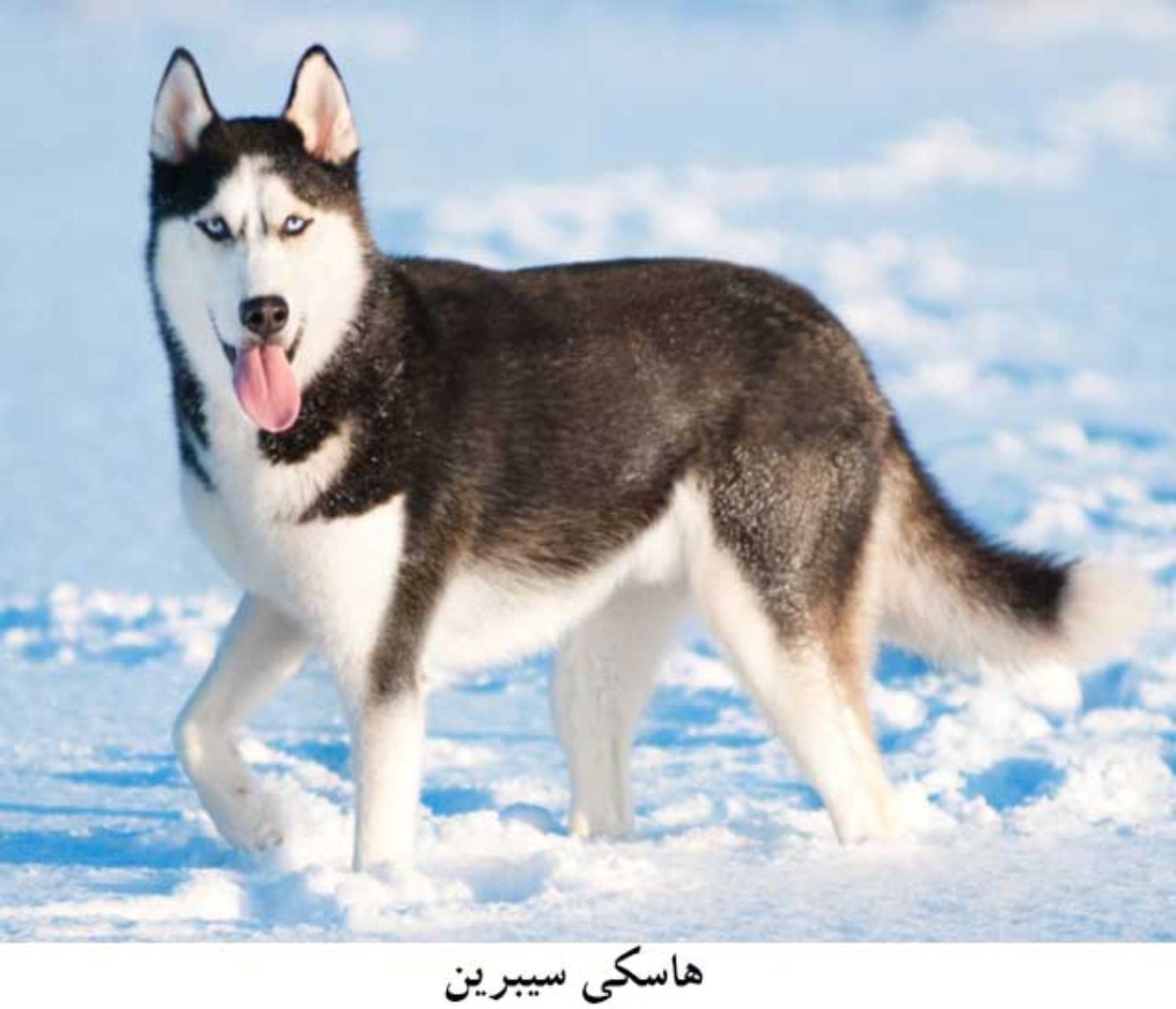 تفاوت سگ هاسکی با ملاموت؛ کدام نژاد برای شما مناسب‌تر است؟