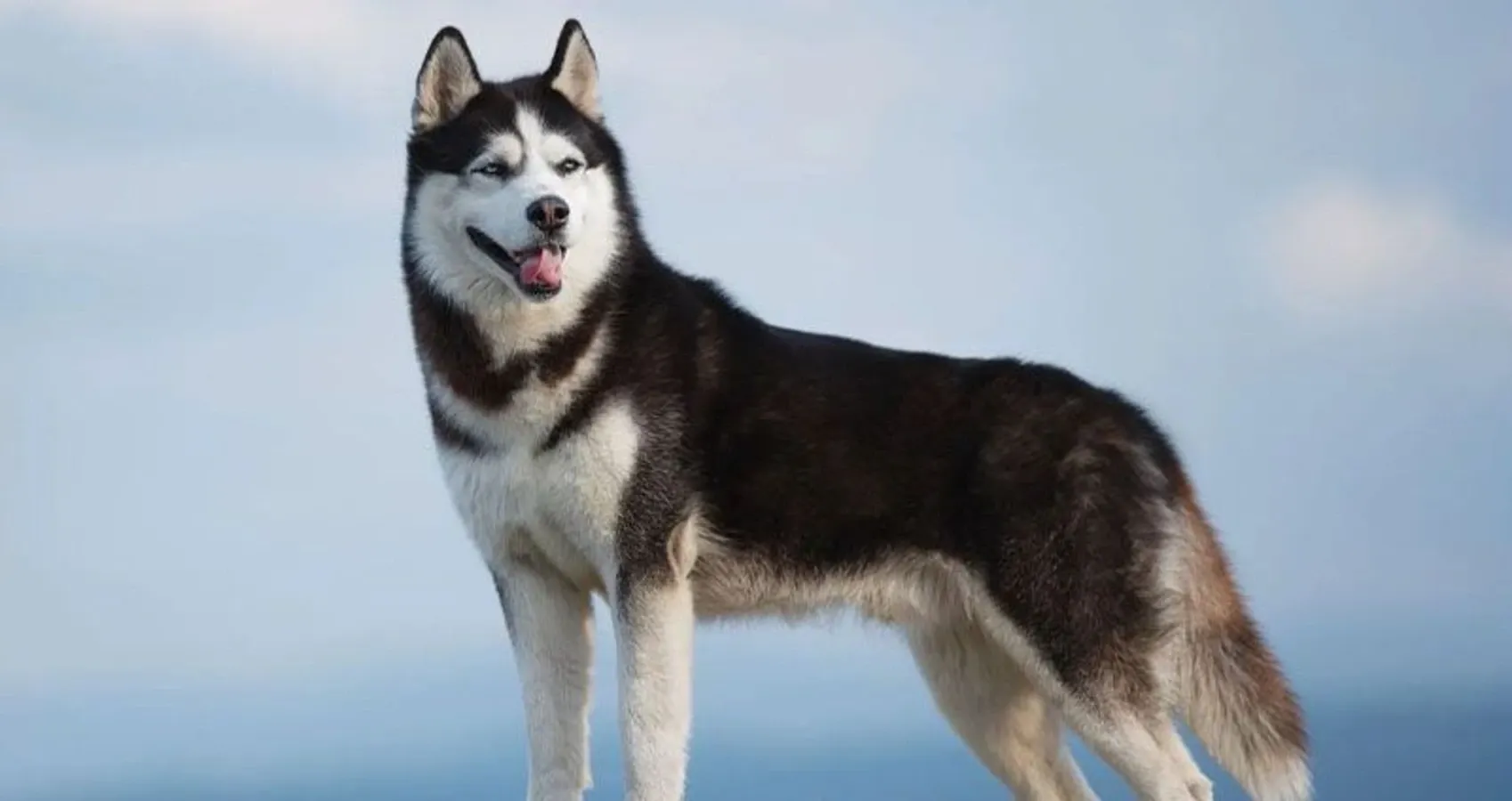 اصول نگهداری و مراقبت از سگ‌های نژاد هاسکی در ایران و نکات مهم