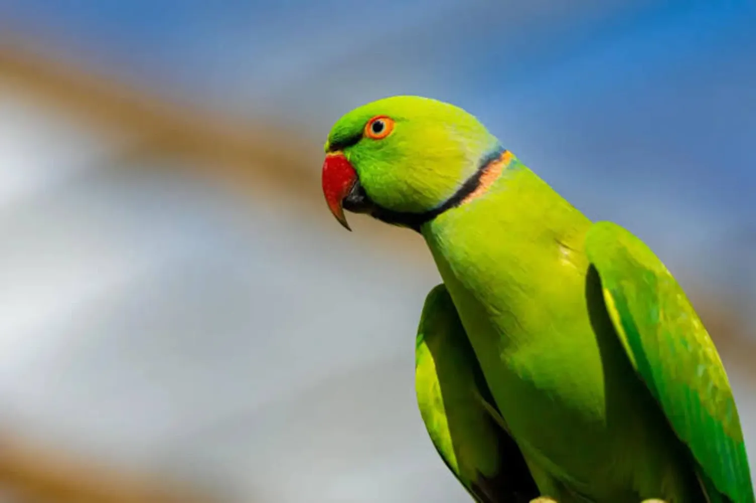چرا پرنده خانگی جیغ می زند
