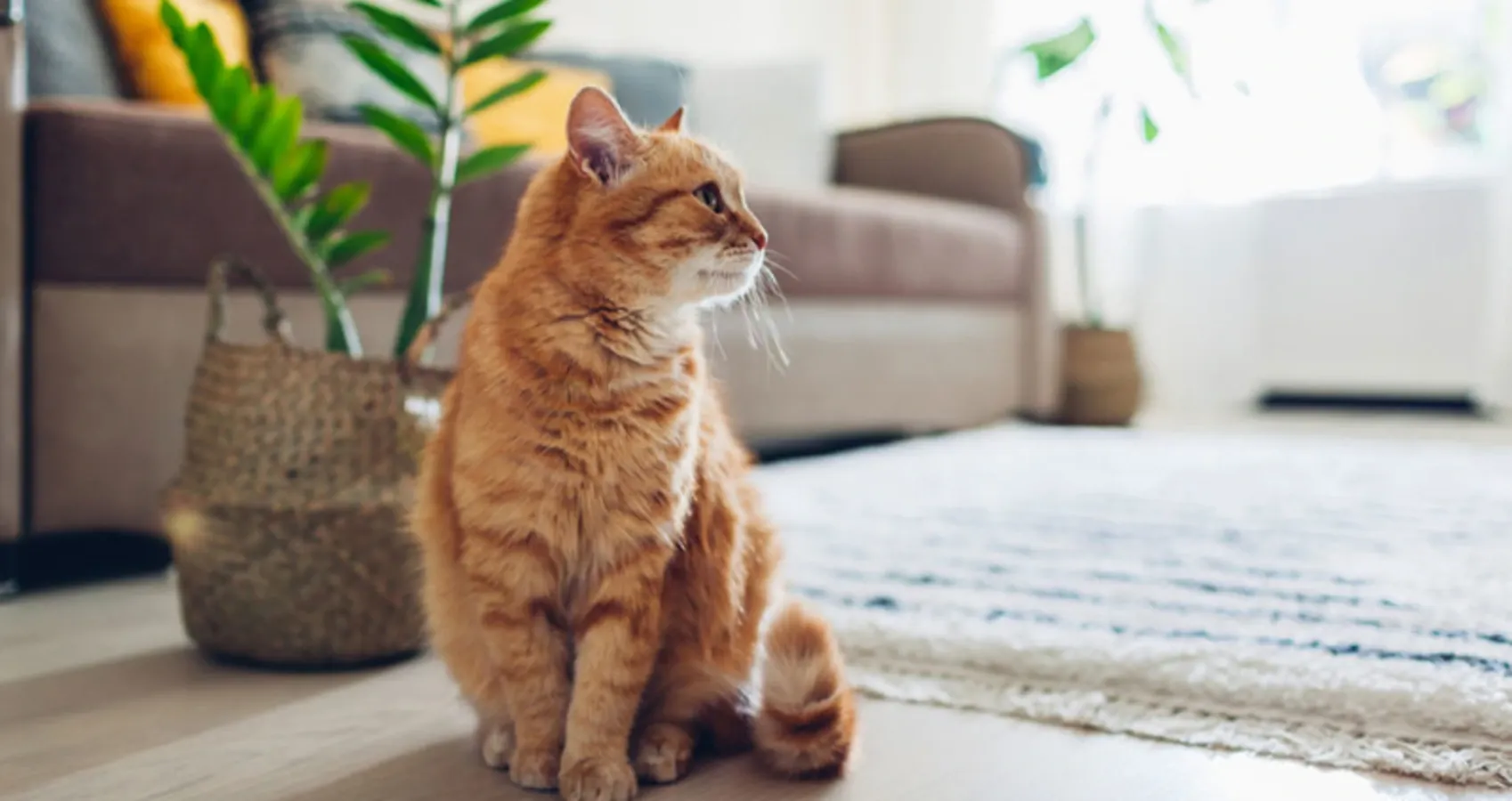 مراقبت از گربه خیابانی DSH و روش‌های پیشگیری از بیماری‌ها