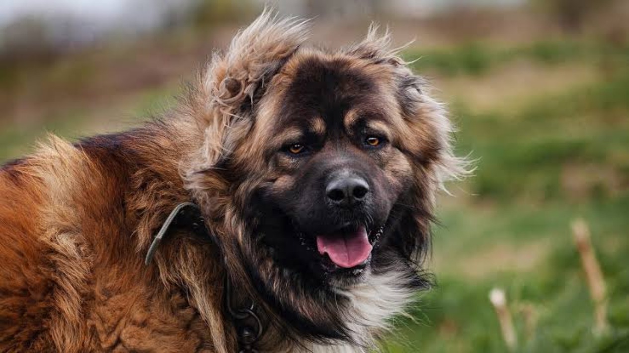 سگ قفقازی (Caucasian Shepherd Dog)؛ غول کوهستان و بسیار سرسخت