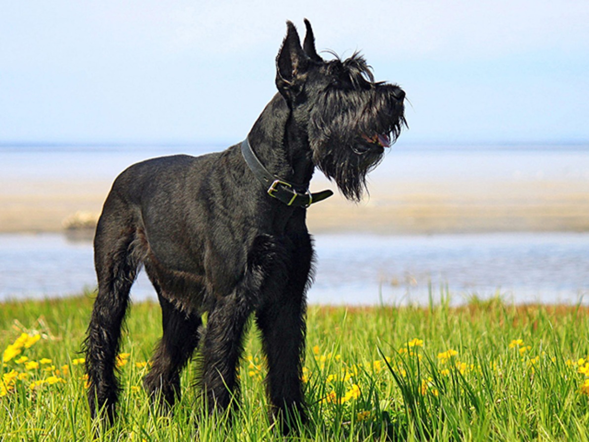 جاینت اشناوزر (Giant Schnauzer)؛ نگهبان مصمم و بااراده