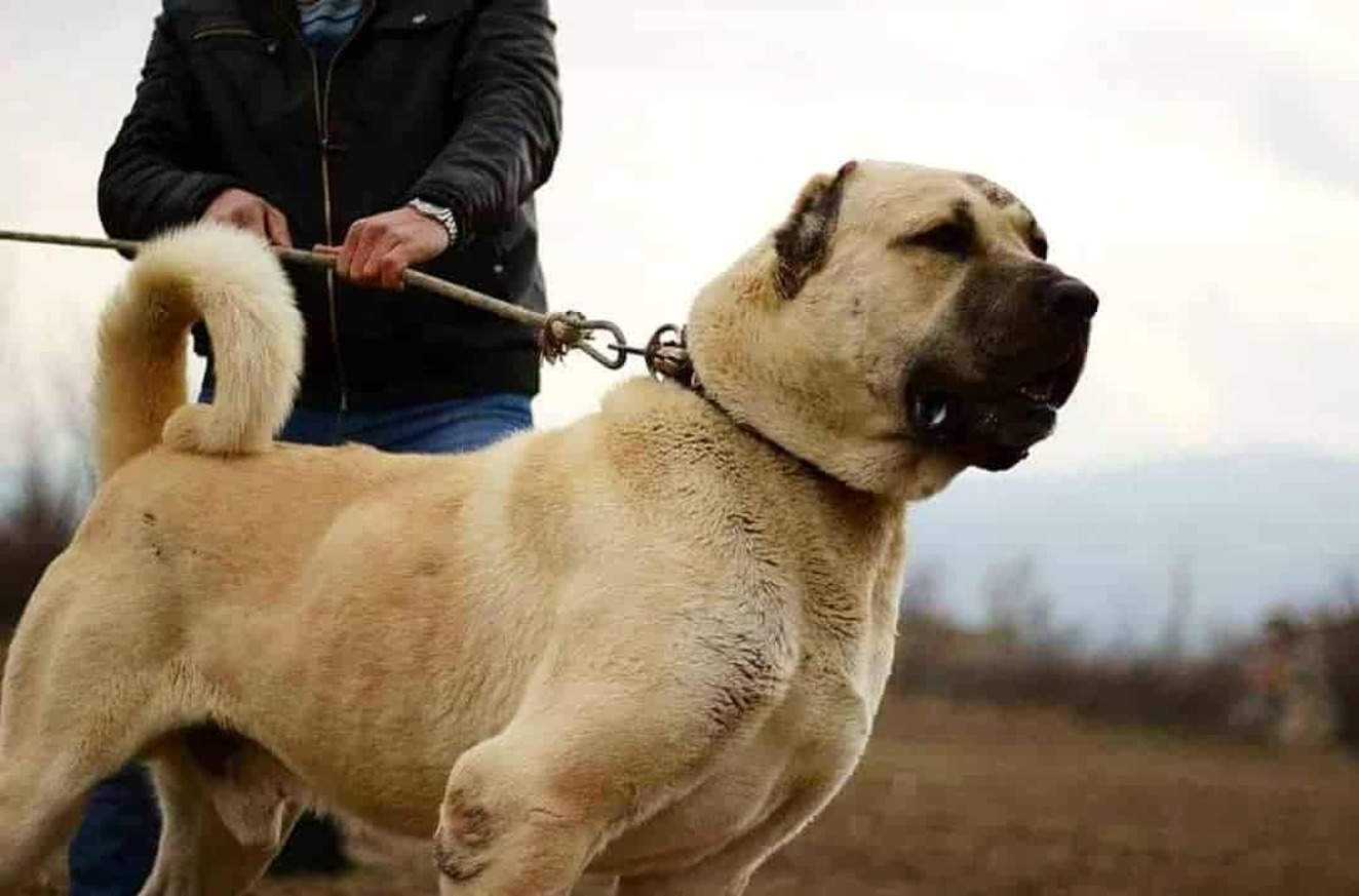 بهترین سگ نگهبان