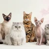 انواع نژادهای گربه؛ راهنمای شناخت کامل محبوب ترین نژادها
