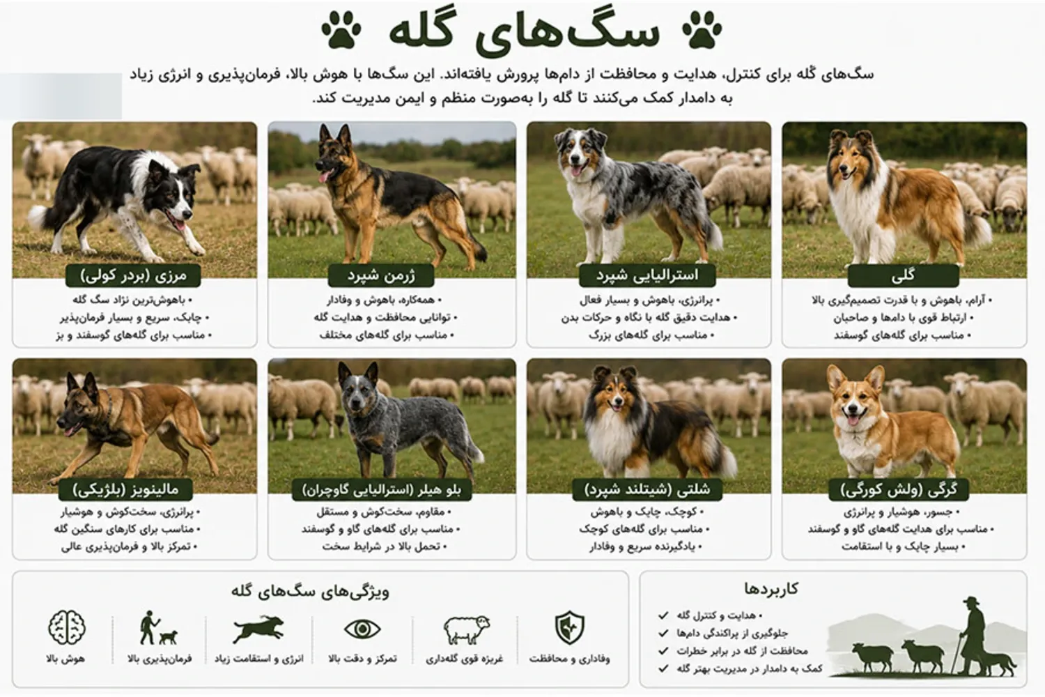 تفاوت رفتاری سگ های نژاد تریر با سگ های گله در یادگیری
