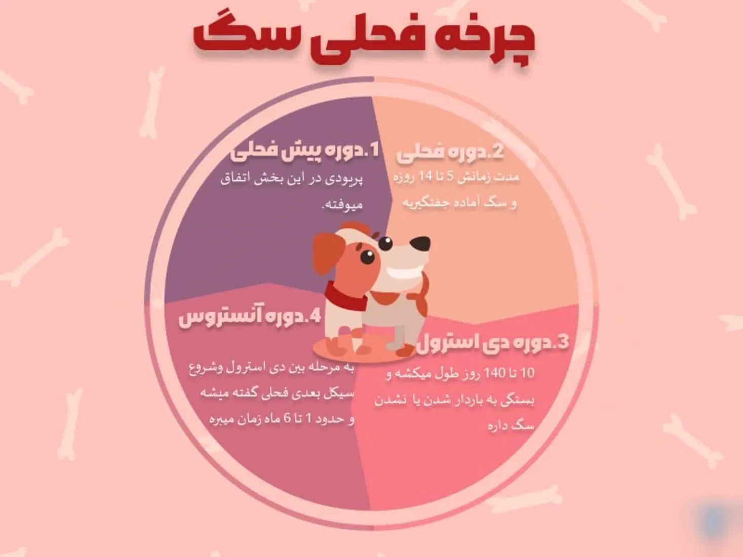 زمان و علائم فحل شدن سگ ماده؛ راهنمای مراقبت و پیشگیری