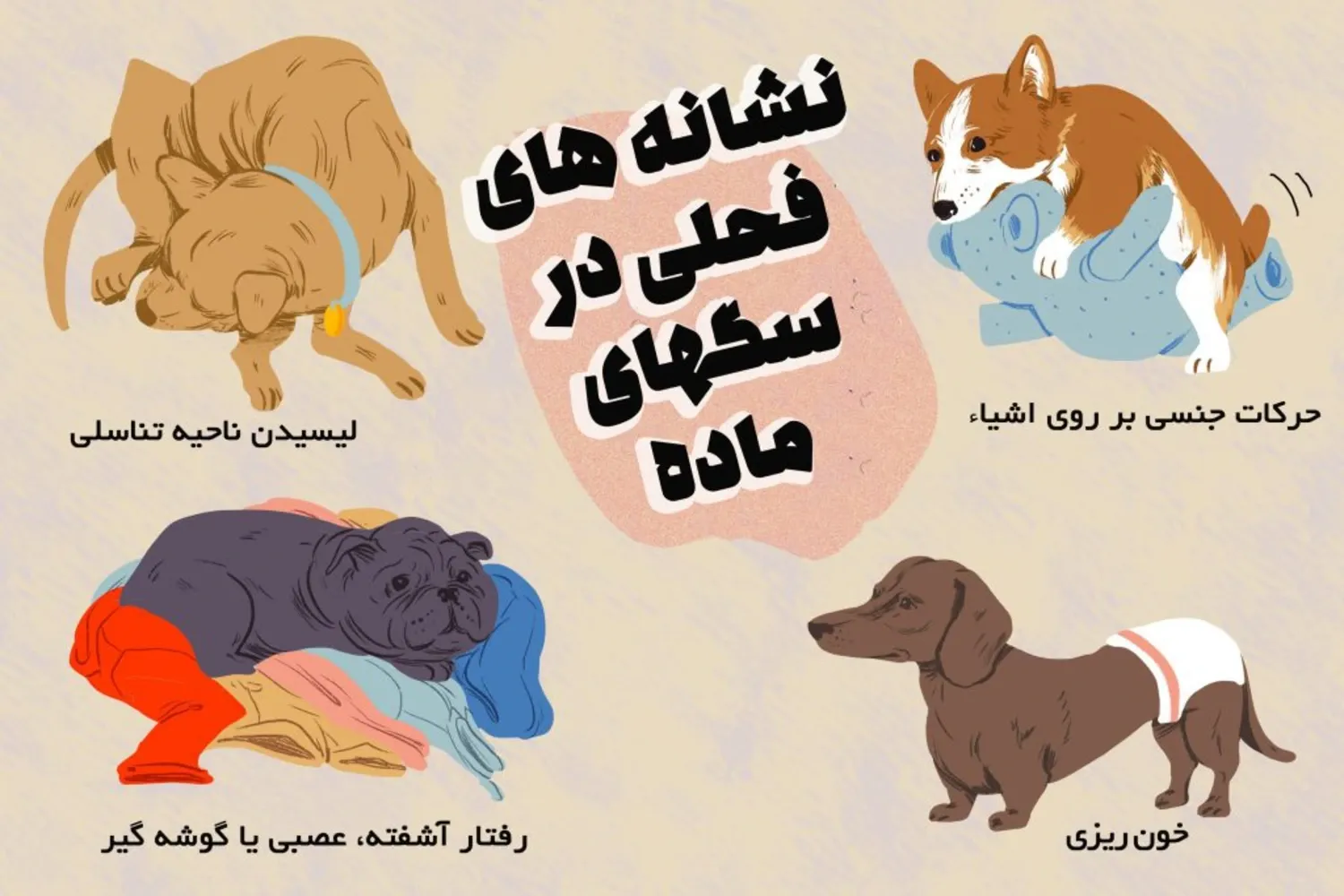 زمان و علائم فحل شدن سگ ماده؛ راهنمای مراقبت و پیشگیری
